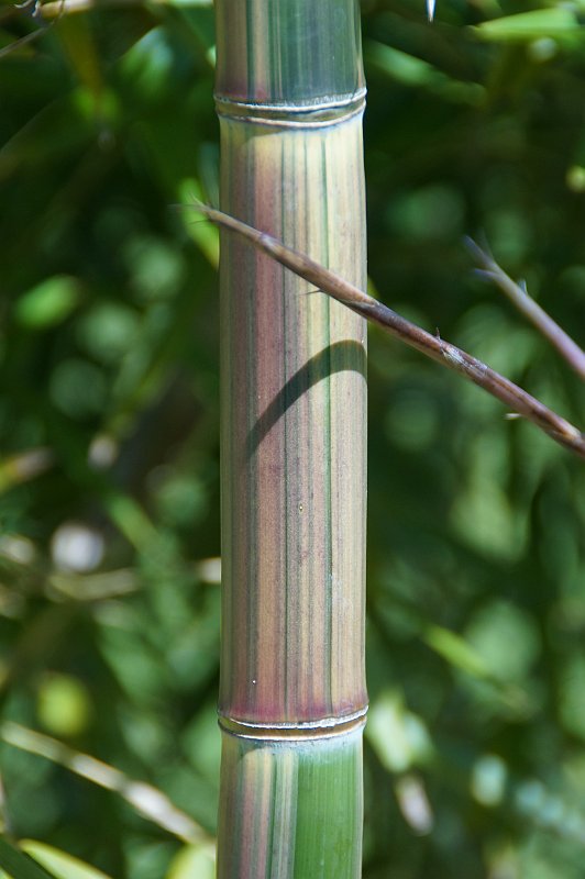 Phyllostachys preacox